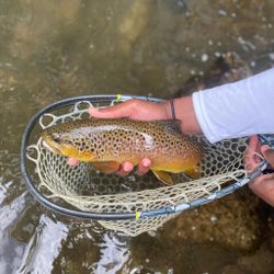 Fly Fishing Brown Trout Coatesville 2022